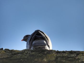 Low angle view of a bird on rock