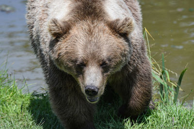 Portrait of bear on grass