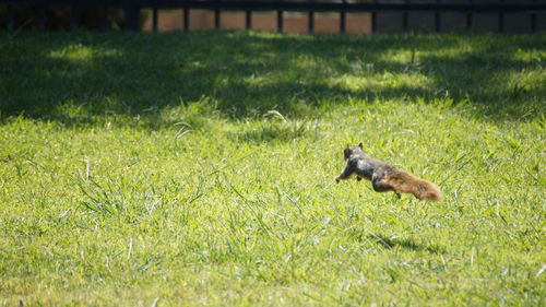 Side view of bird on grassy field