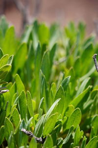 Close-up of fresh green leaves on field