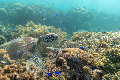 Turtle ocean diving among the coral