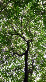 Low angle view of tree against sky