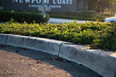 Close-up of plants growing by street in city