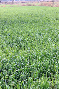 Crops growing on field