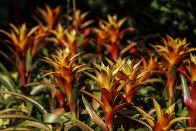 Close-up of flowering plants on field