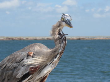 Heron on shore against sky