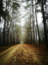 Road amidst trees in forest against sky