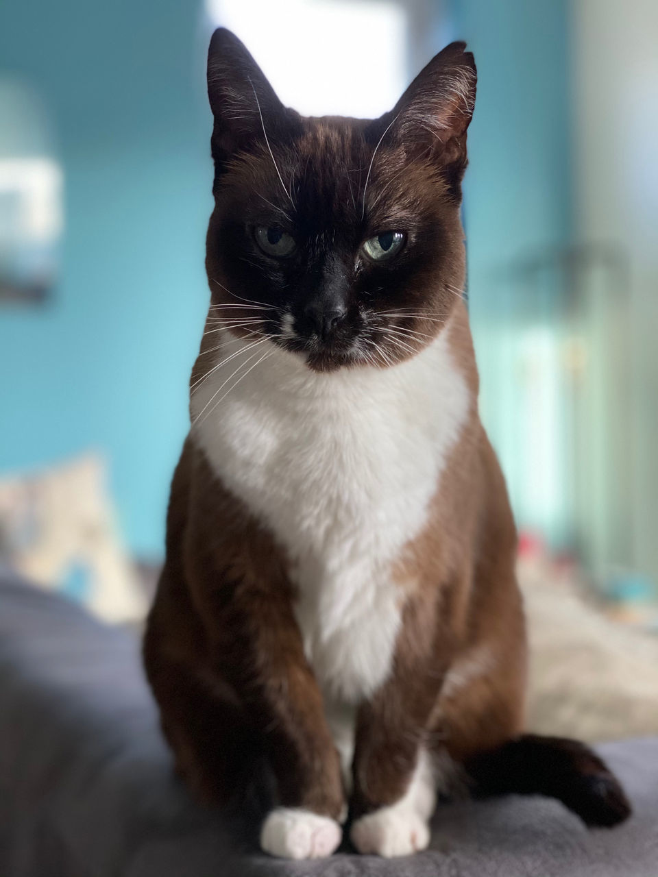 CLOSE-UP PORTRAIT OF CAT SITTING AT HOME