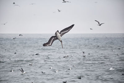 Seagulls flying over sea