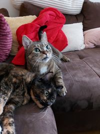 High angle view of cat relaxing on sofa at home