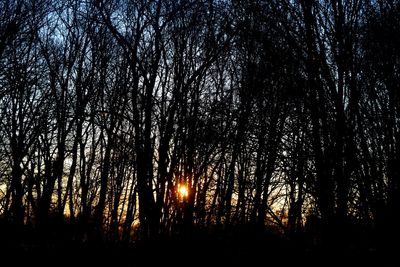 Trees against sky during sunset