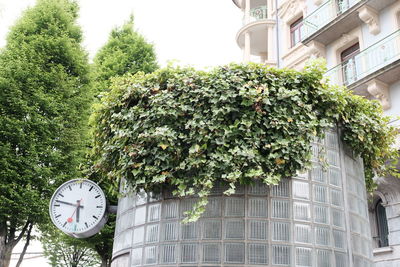 Low angle view of ivy growing on building