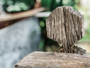 Close-up of tree stump