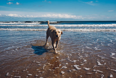 Dog standing on beach