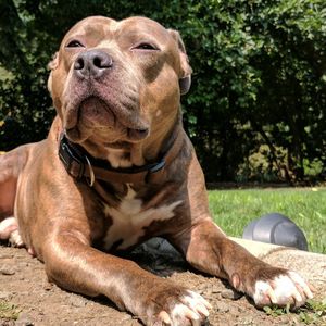 View of dog resting