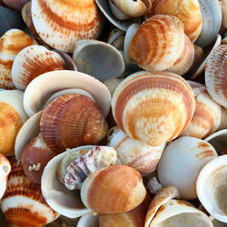 Full frame shot of shells