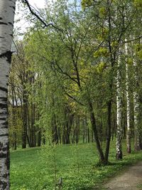 Trees in forest