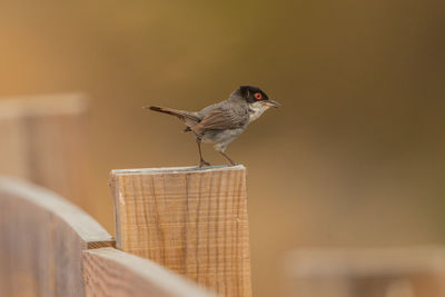 Bird perching on a fence