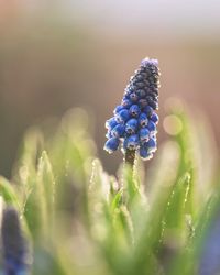 Close-up of purple flower buds on field