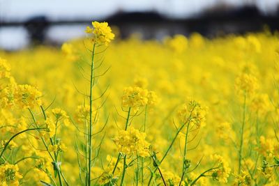 Yellow flowering plants on field