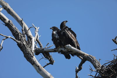 Low angle view of eagle perching on tree