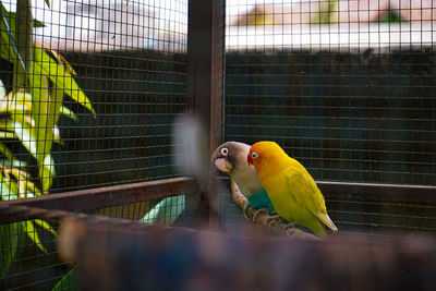 Close-up of bird in cage