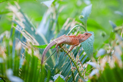 Close-up of crab on field