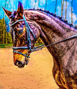 Close-up of horse against sky