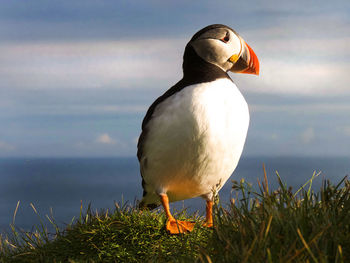 Close-up of puffin perching on grass by sea against sky