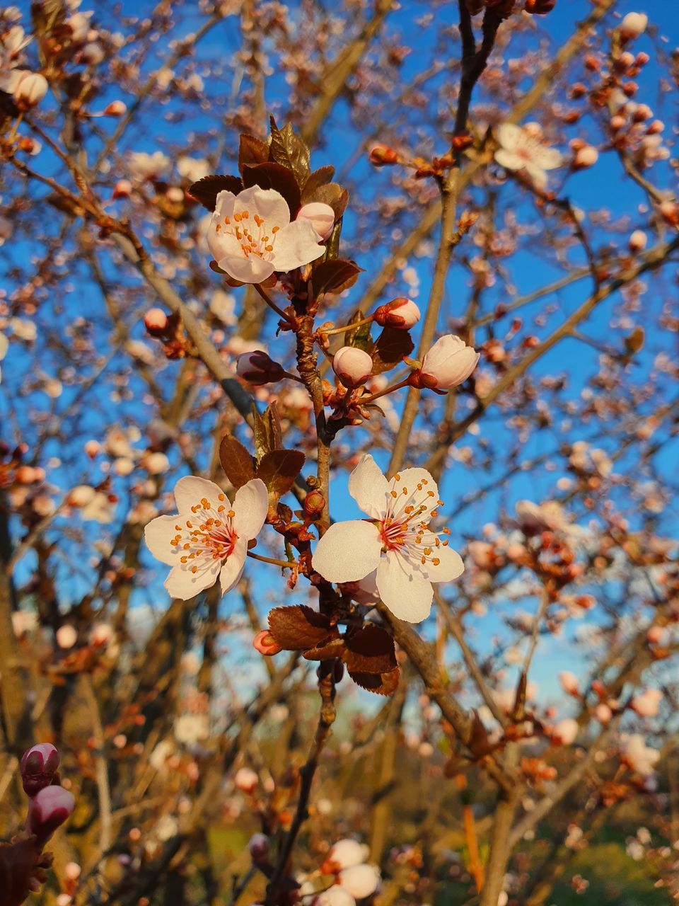 LOW ANGLE VIEW OF CHERRY BLOSSOM ON TREE