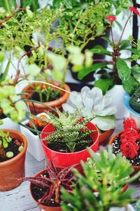 Close-up of potted plant