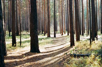 Pine trees in forest