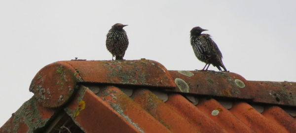 Low angle view of bird perching on rusty against sky