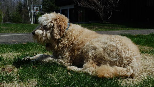 View of dog relaxing on field