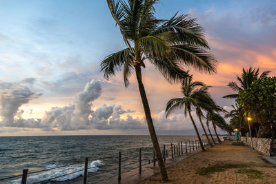 Palm trees on beach against sky during sunset