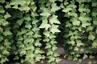 Full frame shot of ivy growing on plant