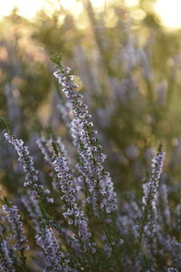 Close-up of purple flowering plants on field