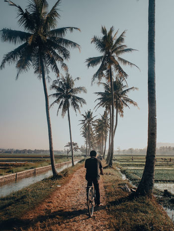 Rear view of man riding bicycle on road