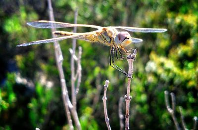 Close up of dragonfly