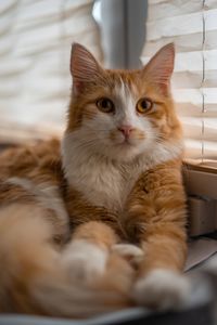 Portrait of cat resting by window at home