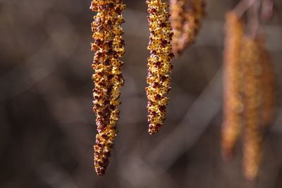 Close-up of flower hanging on snow