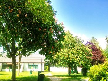 Trees growing in sunlight