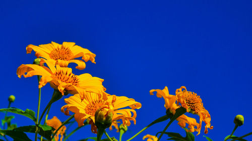 Low angle view of yellow flowers against clear blue sky