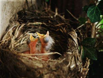 High angle view of young birds in nest