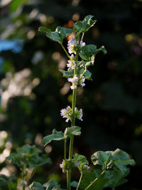 Close-up of flowering plant