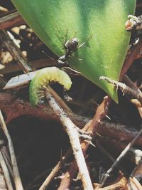 High angle view of a plant