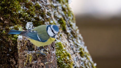 Close-up of bird perching on a tree