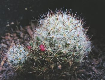 Close-up of cactus growing on field