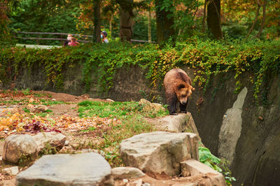 Brown grizzly bear is roaming its sizable enclosure while masked people observe at the bronx zoo 