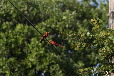 Close-up of red leaf on tree